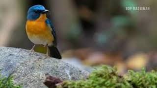 Suara dasar burung tledekan gunung cocok untuk pancingan burung tledekan gunung bahan