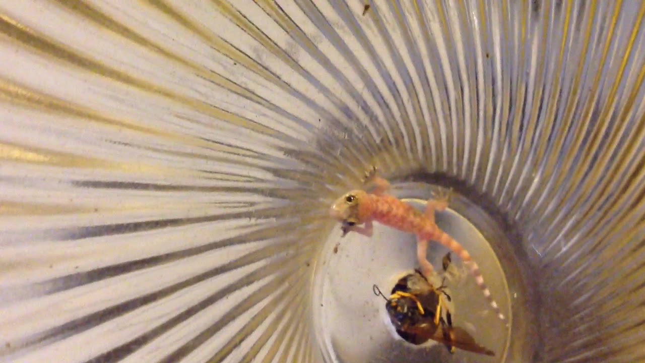 We noticed a lizard stuck in the ceiling light part 2 YouTube
