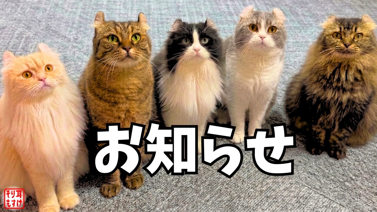 【ご報告】 もすけファミリーから2つの大切なお知らせがあります