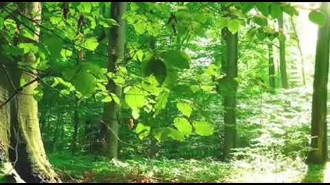 تلاوة حجازية القارئ محمد /القحطاني