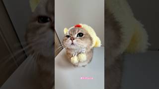 This Kitten Is Making the Whole Internet Smile! 🥹🐾 #shorts #cat #kitten #cute