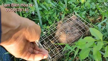 #58Bẫy chuột ba lông , cầy sóc , công nhum lần thứ 4 quay lại điểm cũ , vẫn còn nhiều@lambienehoatv