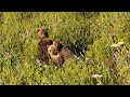 Grizzly mom with 3 cubs near Mount Washburn (Yellowstone)