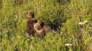 Grizzly mom with 3 cubs near Mount Washburn (Yellowstone)