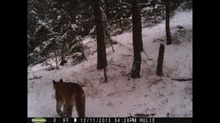 7 Months of one Trail Camera Cougar Camera