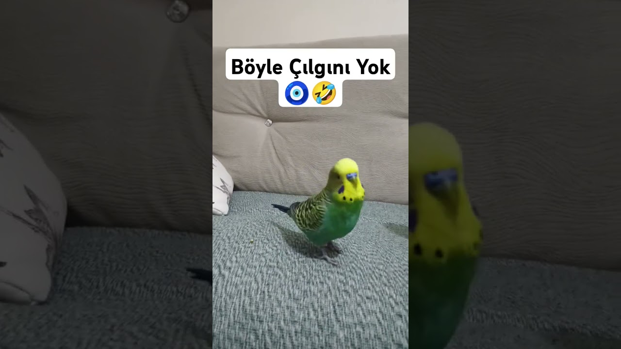 Çok Çılgınız 🤣🧿 #muhabbetkuşufıstık #muhabbetkuşu #birds #muhabbetkuslari #kuslar #parrot #love