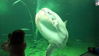 beundring gå i stå frugthave Nordsøen Oceanarium er Nordeuropas største akvarium - YouTube