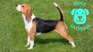 BEAGLE ► Characteristics and temperament 🐶 by Dogs Universe 510 views 5 years ago 2 minutes, 14 seconds