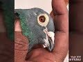 Sunil Bhatti bhai ke bohat purane or Shandar kabootar dekho bhai yo