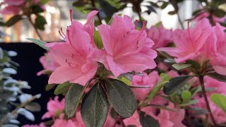 Beautiful Blooming Pinxter Flower PINK AZALEA Plant