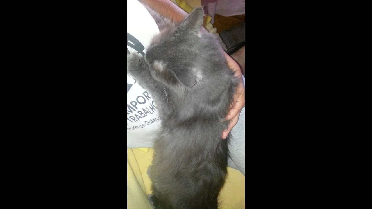 Gatinho mamando na dona.