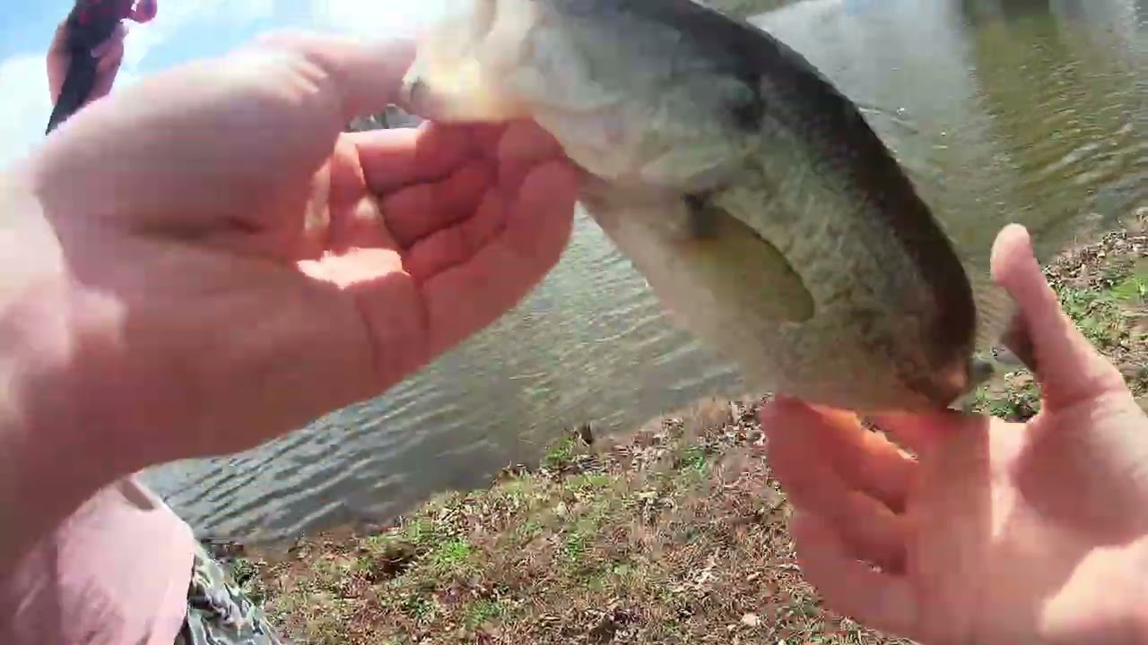 Bass fishing in a LOADED pond (every other cast!)