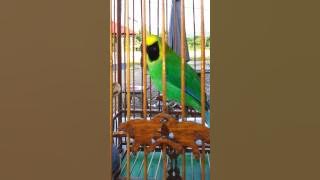 Download lagu denak burung daun terbaik @ acutra cafe