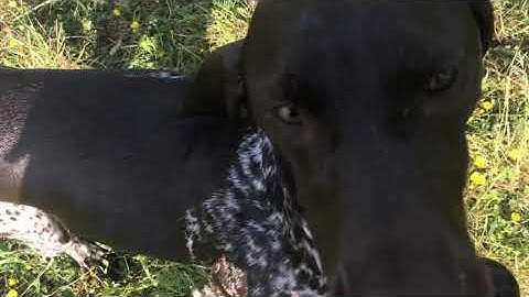 Swimming Confidence for a 1 yo GSP