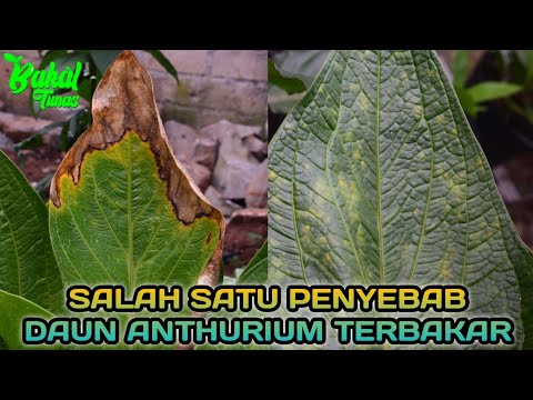 Video: Mengapa tanaman anthurium saya mati?