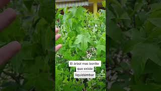 ESTE ÁRBOL ES EL MAS BONITO QUE PUEDES TENER EN TU JARDÍN!