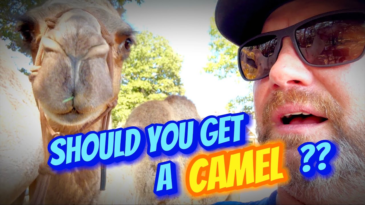 DIY Camel Care: From Grooming to Training