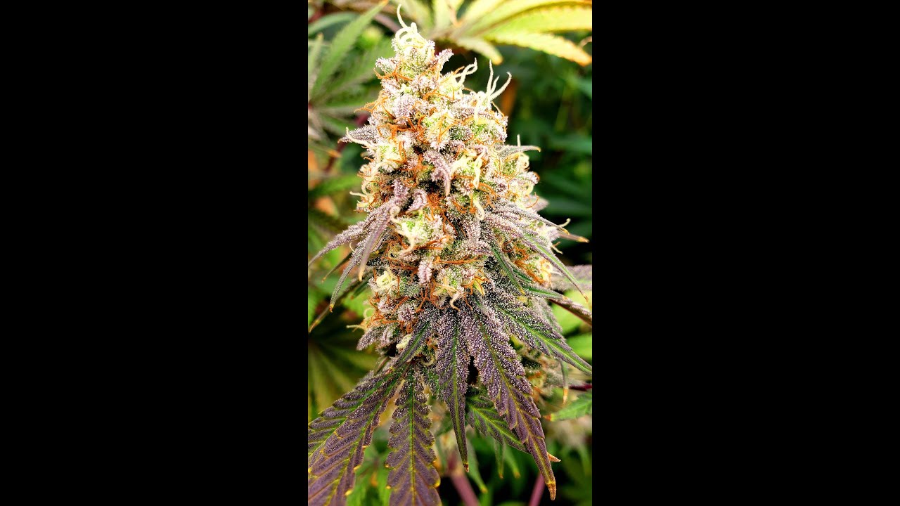 Jack Herer 🌱 Seed to Flower 🌻