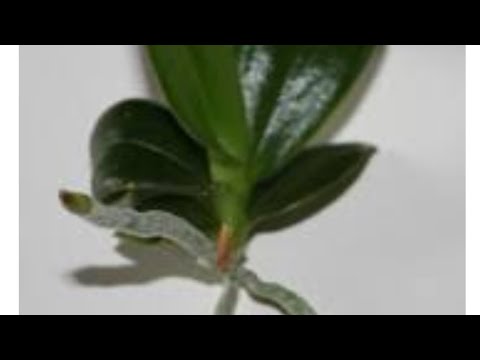 Video: Ev Yapımı Orkideler: Kış Için 10 Vanilya Kokusu