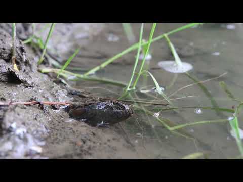 Spurting Mussel Movie