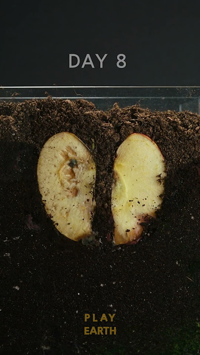 The decay of apples in a earth worm box