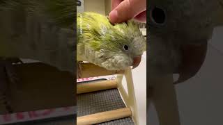 What You Need to Know About Bird Pin Feathers - From A Vet