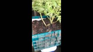 weed grow 4