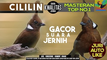 CILILIN GACOR SUARA JERNIH MASTERAN HANDAL 2023