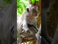 Blind monkey vegas hug baby vegan  wildlife adorable news