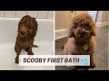 Scooby’s First Bath | F1BB Mini Golden Doodle