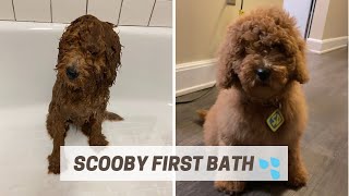 Scooby’s First Bath | F1BB Mini Golden Doodle