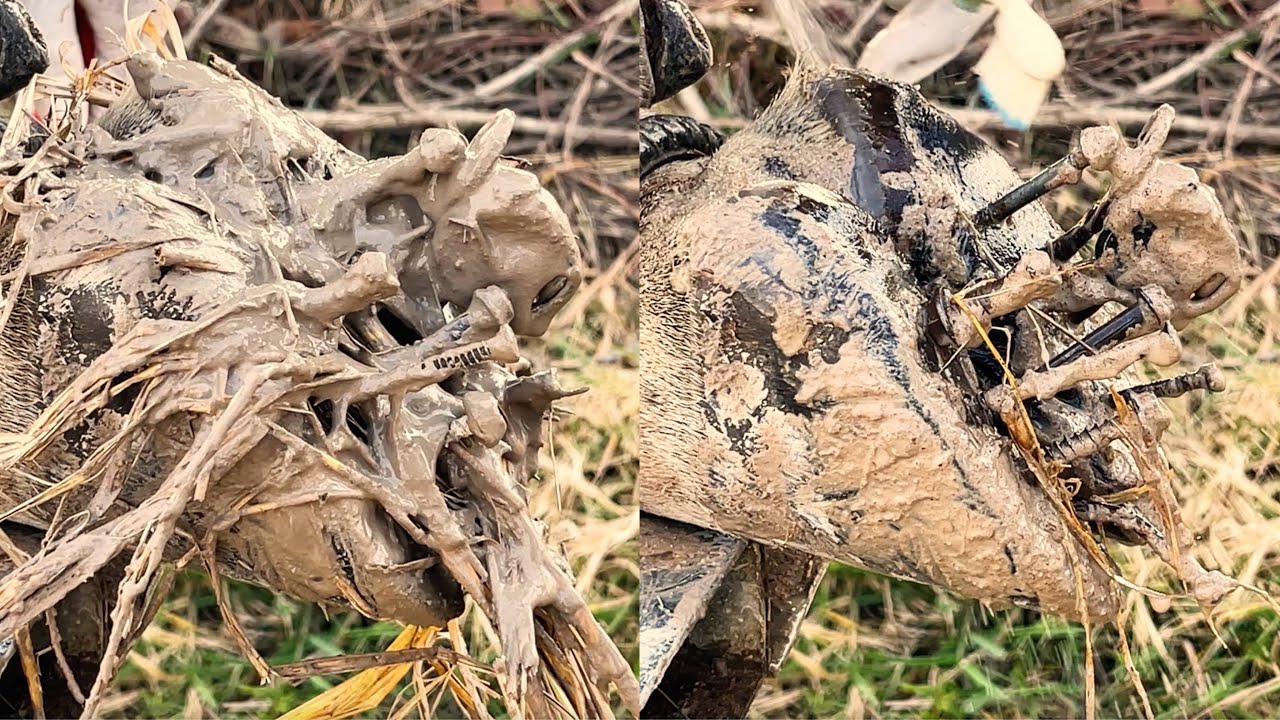 113!! Expert use the tools remove nail with motor screw stuck in cow hoof