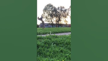 November 30 🤸🏽‍♀️ #short #shots #viral #tricks #cool #circus #gimnastics #wow #challenge #drawing