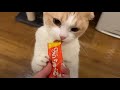 大好物のチャオちゅーるを待ちきれない猫のめんま