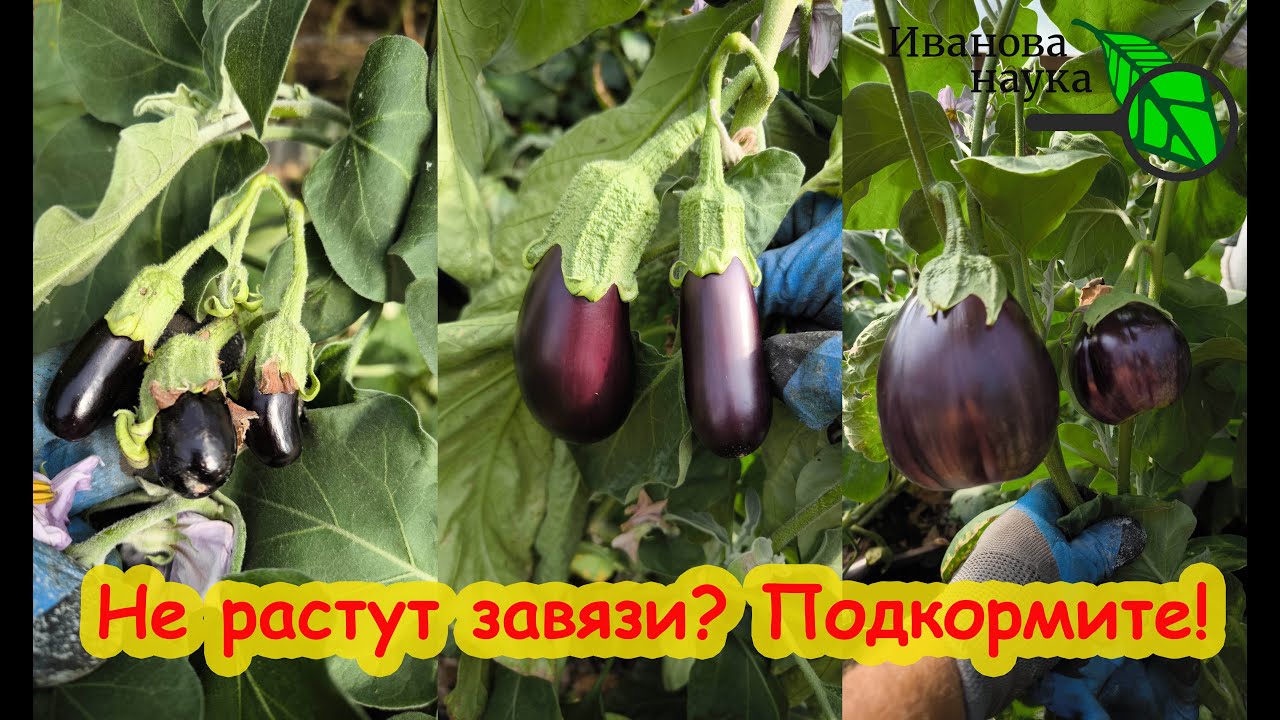 Фитофтороз на баклажанах