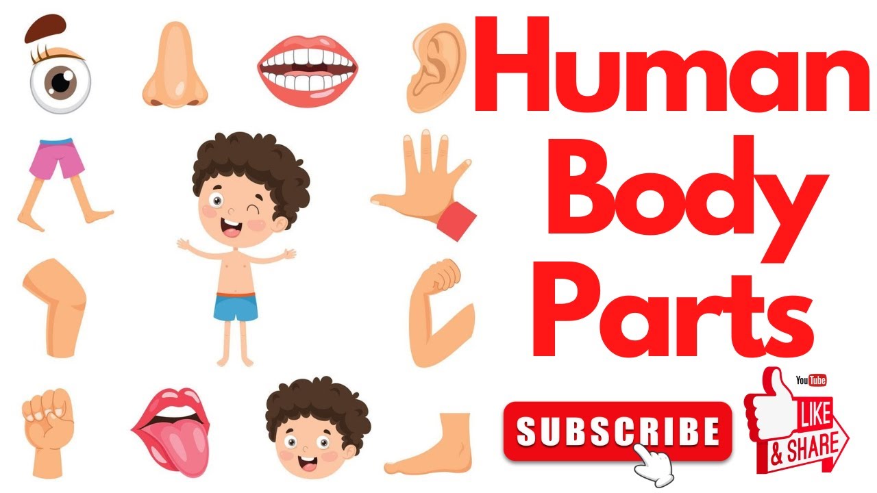 Learn Parts Of Body Name With Pictures Parts Of Body Name In English learn-parts-of-body-name-with-pictures-parts-of-body-name-in-english