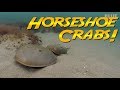 Horseshoe Crabs | JONATHAN BIRD'S BLUE WORLD