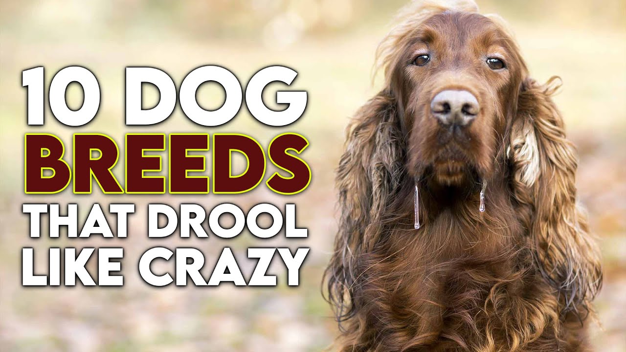 10 Dog Breeds That Drool like Crazy