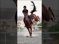 الله حصان رائع معا تلاوة من القران الكريم خيل Lion المراه دويتو 