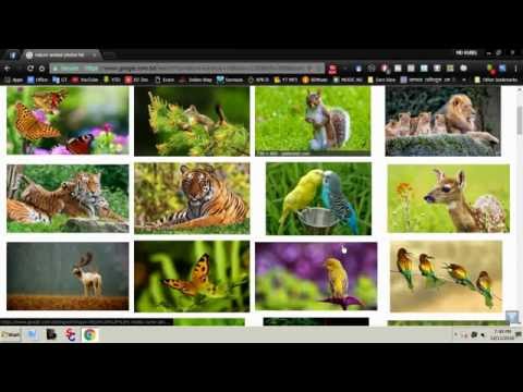 How to download all picture From a Web page at once