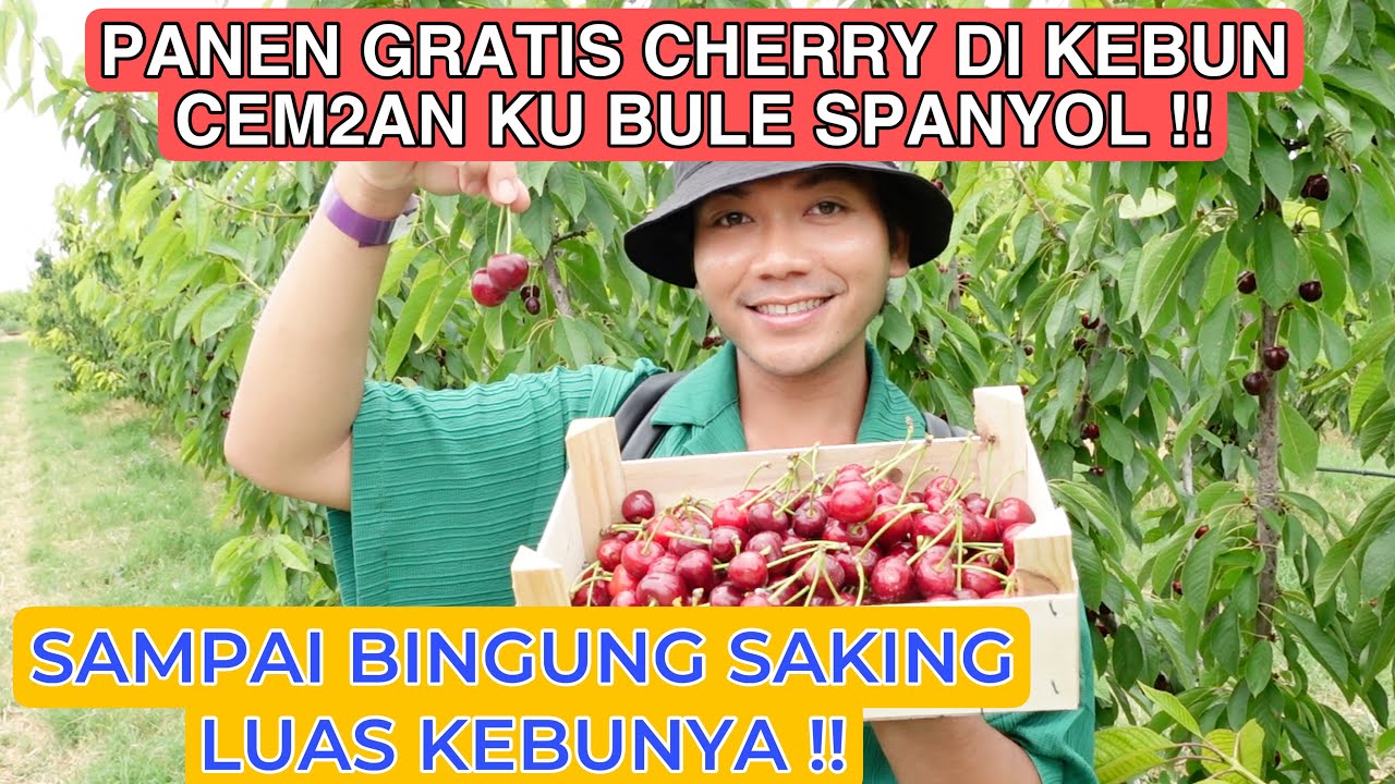 PANEN GRATIS BUAH CHERRY DI KEBUN CEM2AN KU BULE SPANYOL!! BINGUNG KEBUN LUAS BANGET TAJIR MELINTIR!