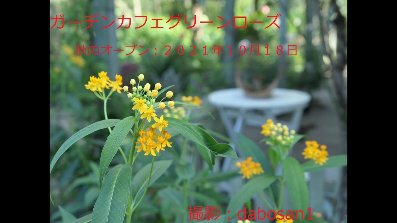 ガーデンカフェグリーンローズ 秋のオープン ２０２１年１０月１８日 Youtube