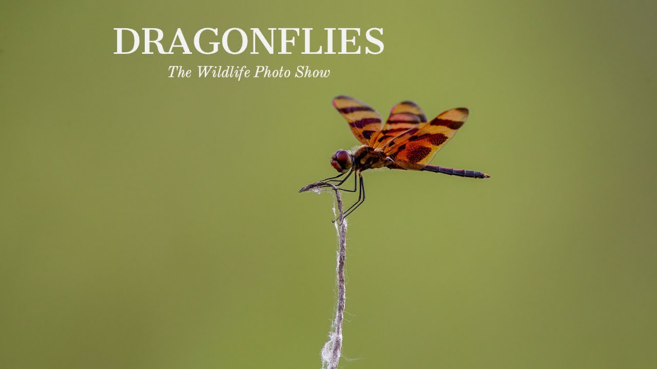 Hackberry Farm Nature Photography Workshops