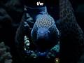 😱 Pelican Eel: Scariest Deep Sea Monster Fish! #DeepSea #Shorts | Wild Lens TV # animals #wildlife