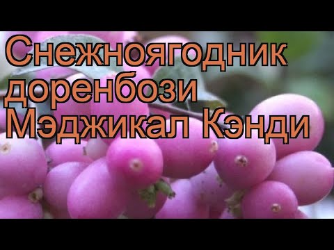 Снежноягодник доренбози Мэджикал Кэнди 🌿 обзор: как сажать, саженцы снежноягодника Мэджикал Кэнди