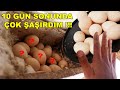 ÇOK ŞAŞIRDIM !!! 10 GÜNÜNÜN SONUCU ! Süs Tavuğu Yumurtaları