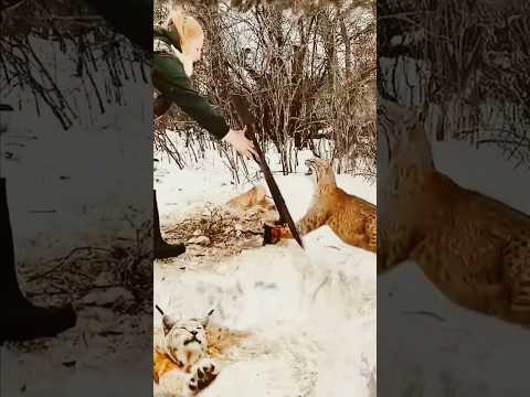 Ya kya hua #animals #cat #wildlife #hunting #lynx #shorts #tranding #comedy #funny