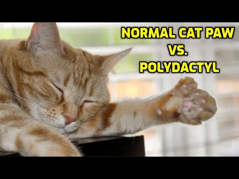 Video: Polidaktila kaķi: Felines ar papildu pirkstiem