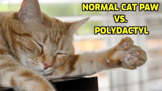 What Are Polydactyl Cats?