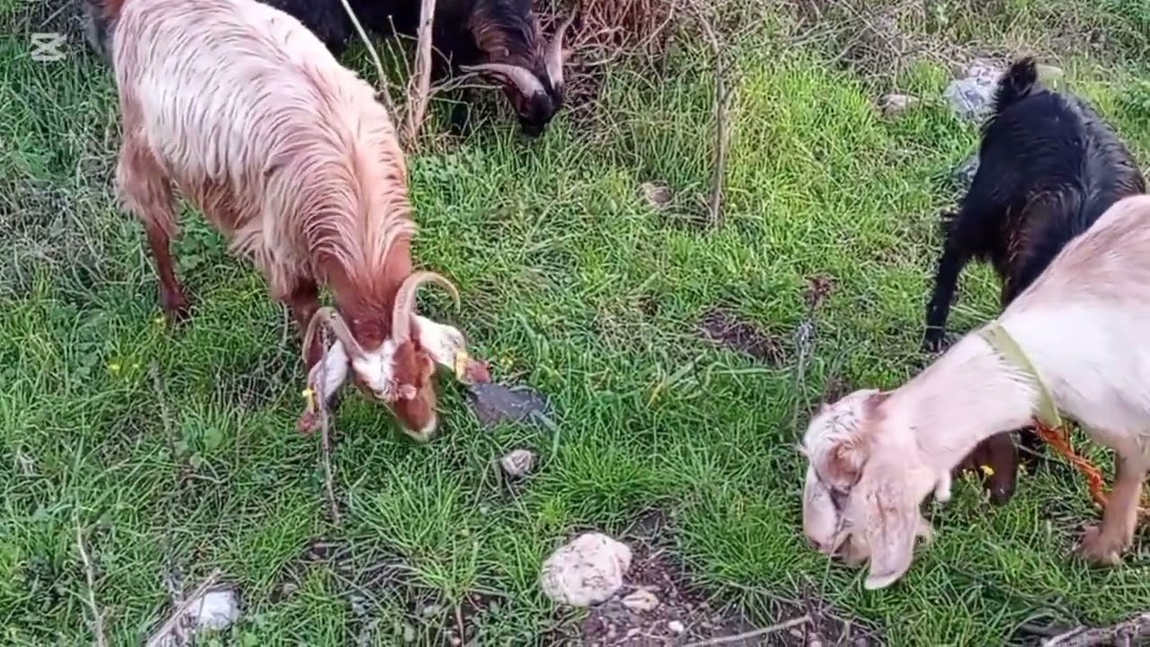 eçi Yayma, Oruç ve Dualar – Şiddet Görenlere Allah Yardım Etsin”